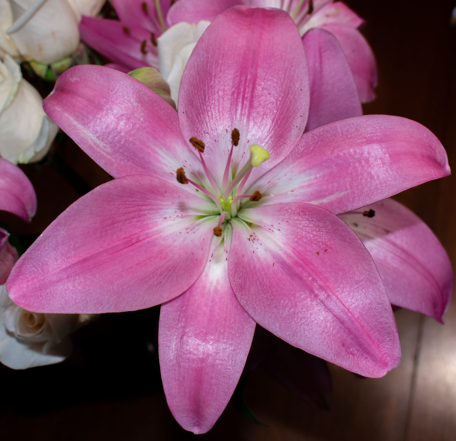 Nikon D3400 sample photo. Bloom, nature, plant photography