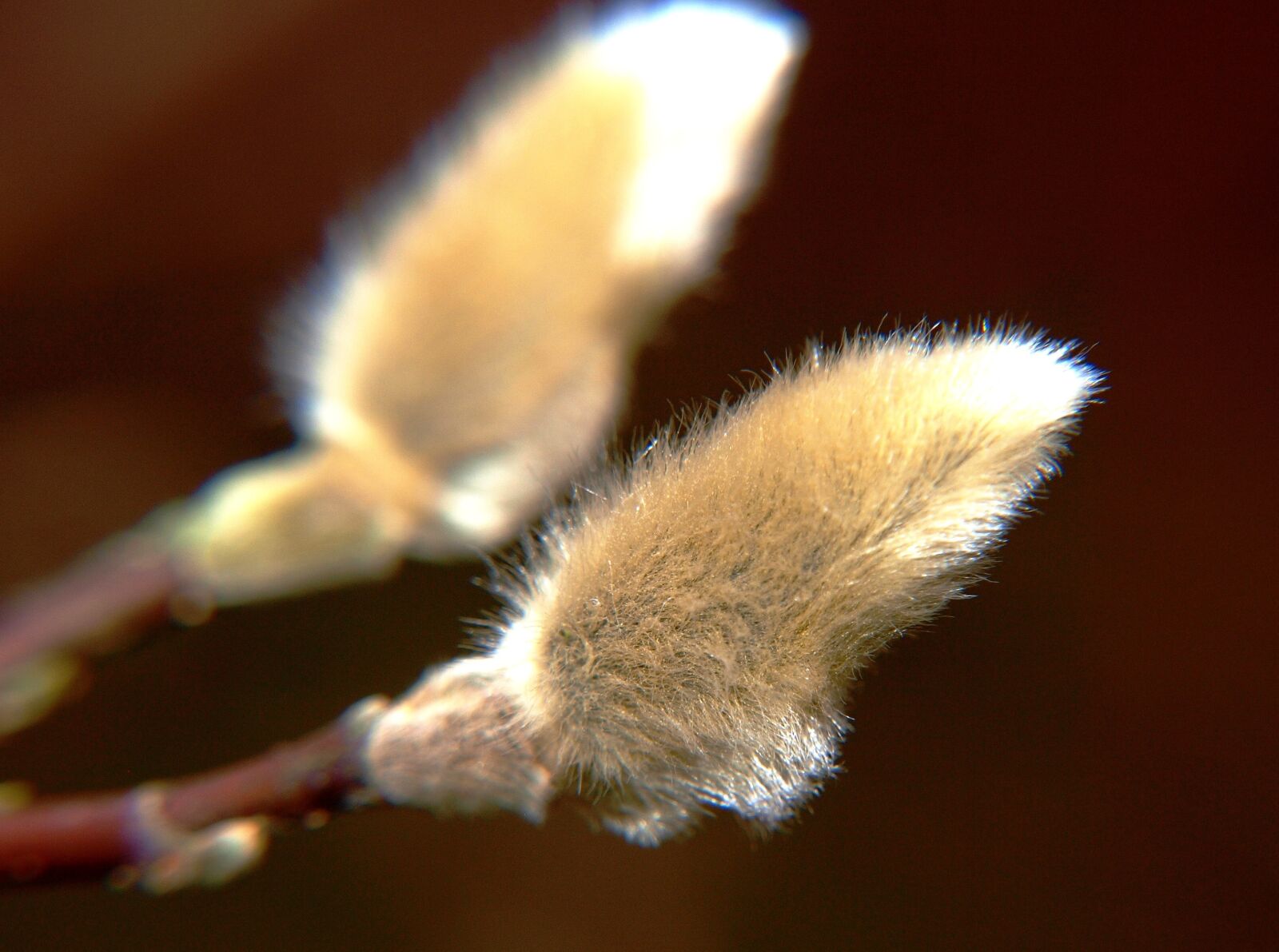 Olympus E-520 (EVOLT E-520) sample photo. Pasture, kitten, willow catkin photography