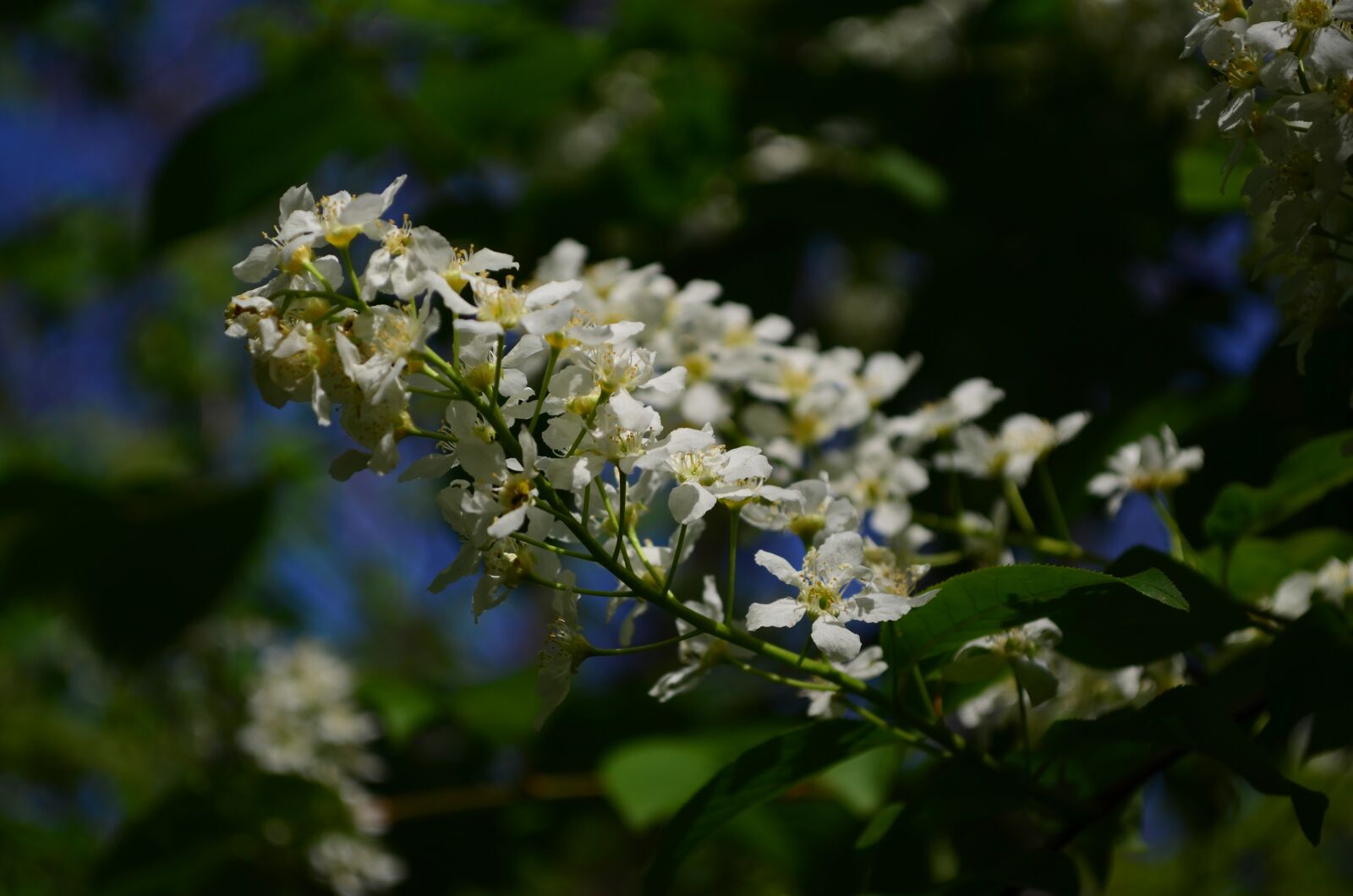 Nikon D5100 sample photo. Flowers, spring, flora photography