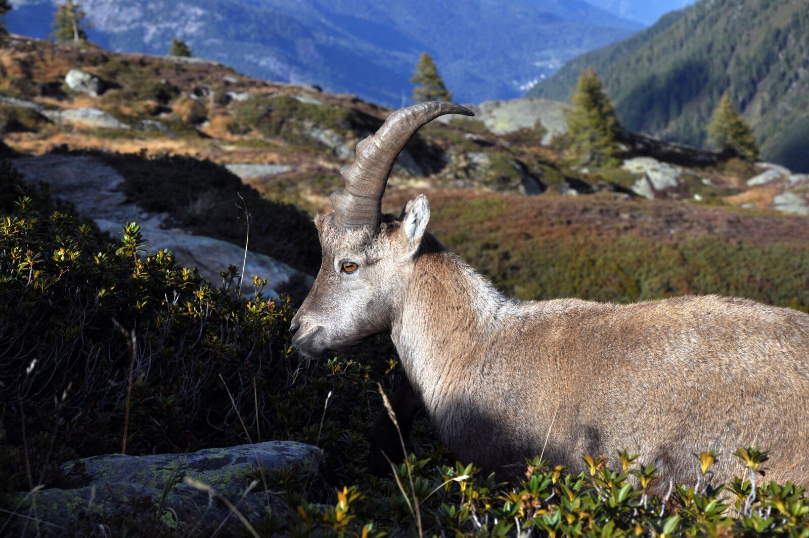 Nikon D90 sample photo. Uk, female ibex, capra photography