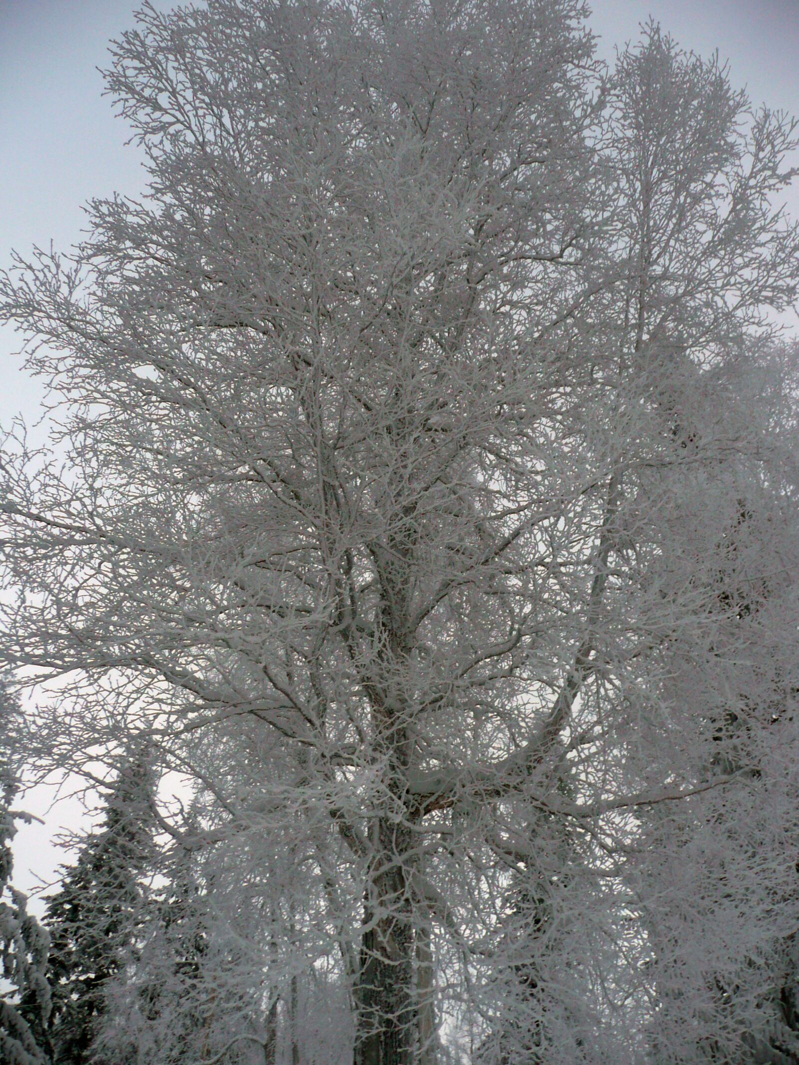 Panasonic DMC-TZ3 sample photo. Winter, trees, winter magic photography