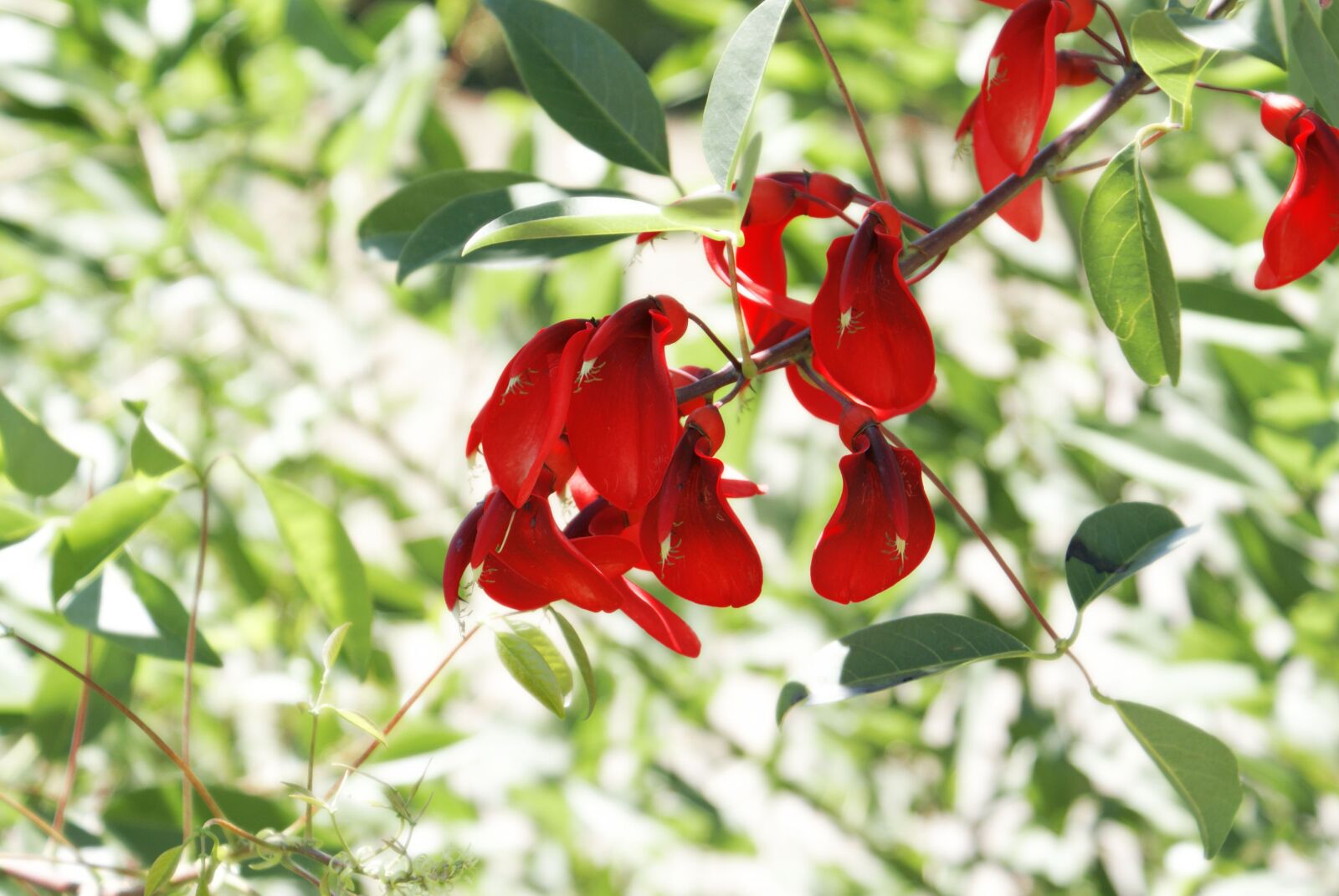 Sony Alpha DSLR-A100 sample photo. Flower, red, garden photography