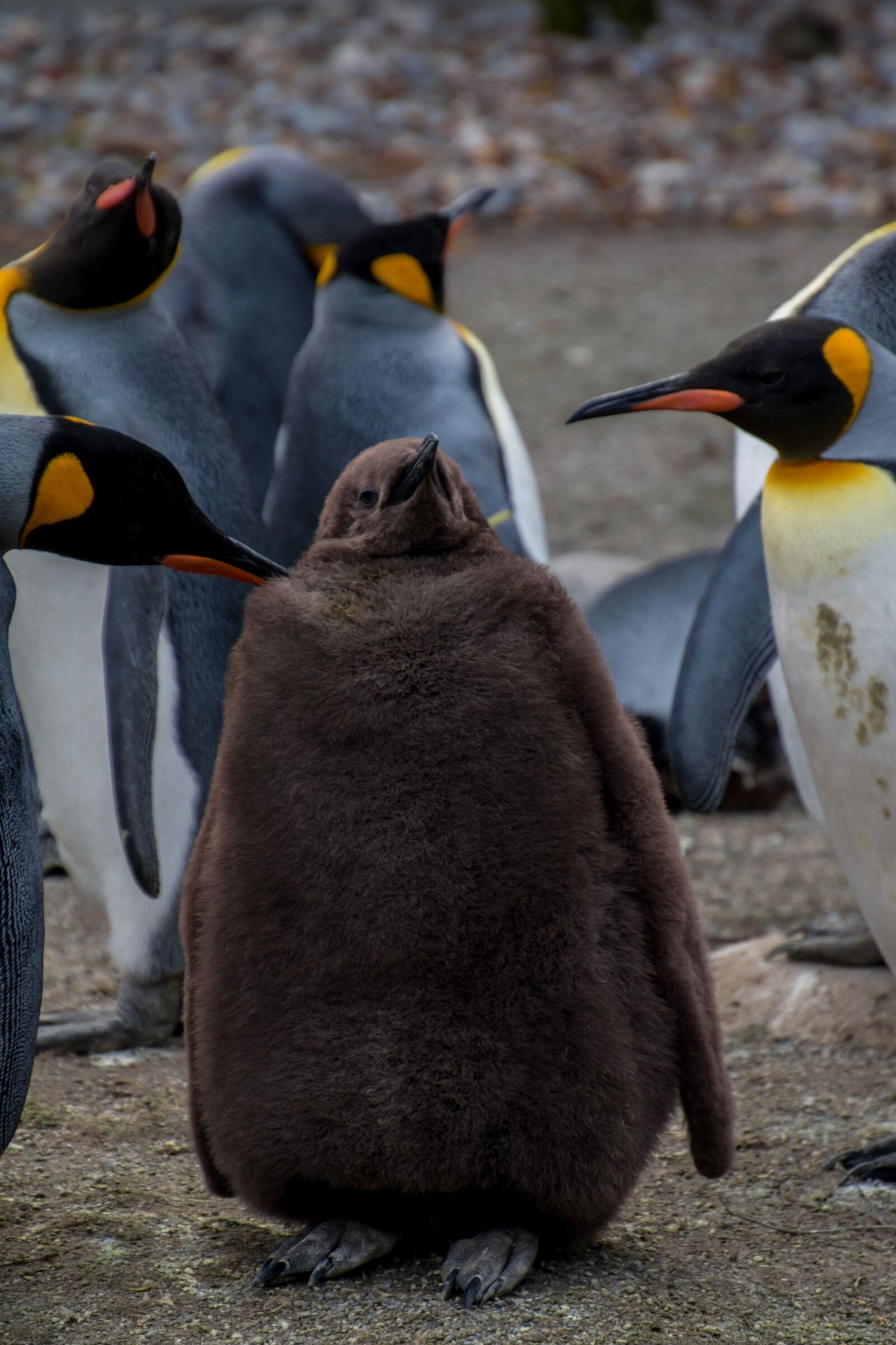 Canon EOS 70D sample photo. Penguin, pingu, young penguin photography