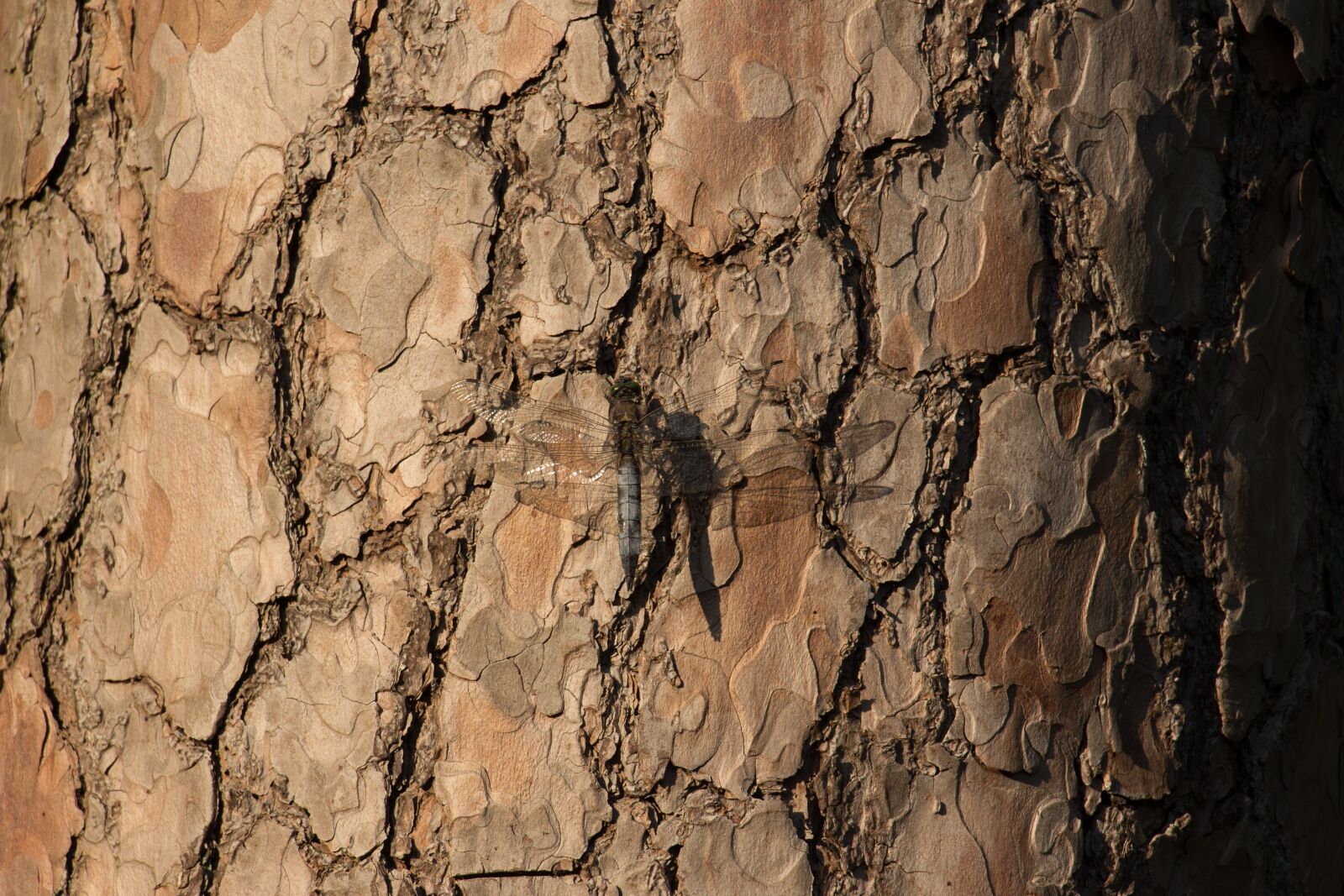Canon EOS 700D (EOS Rebel T5i / EOS Kiss X7i) sample photo. Great blaupfeil, dragonfly, insect photography