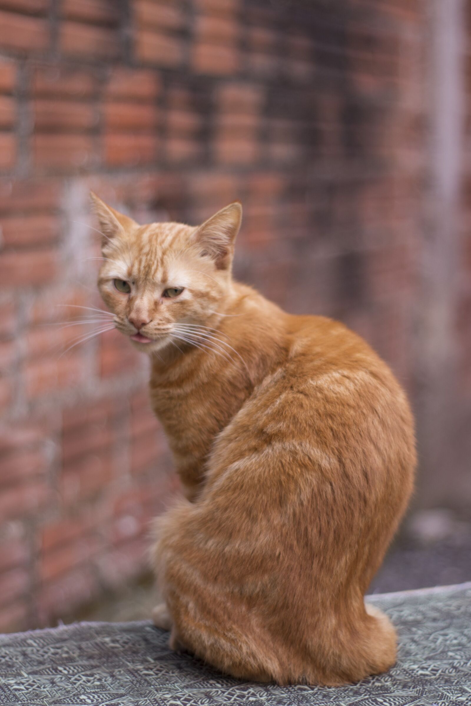 Canon EOS 700D (EOS Rebel T5i / EOS Kiss X7i) sample photo. Cat, yellow, smart photography