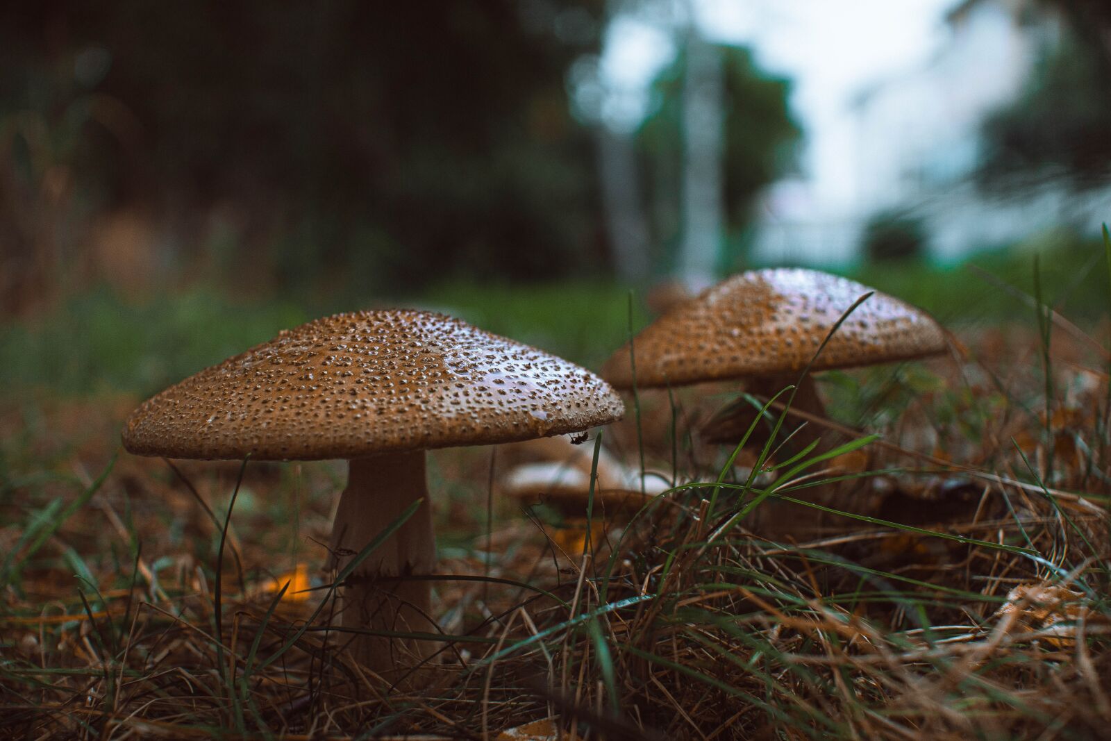 Sony SLT-A68 sample photo. Mushroom, autumn, finnish photography