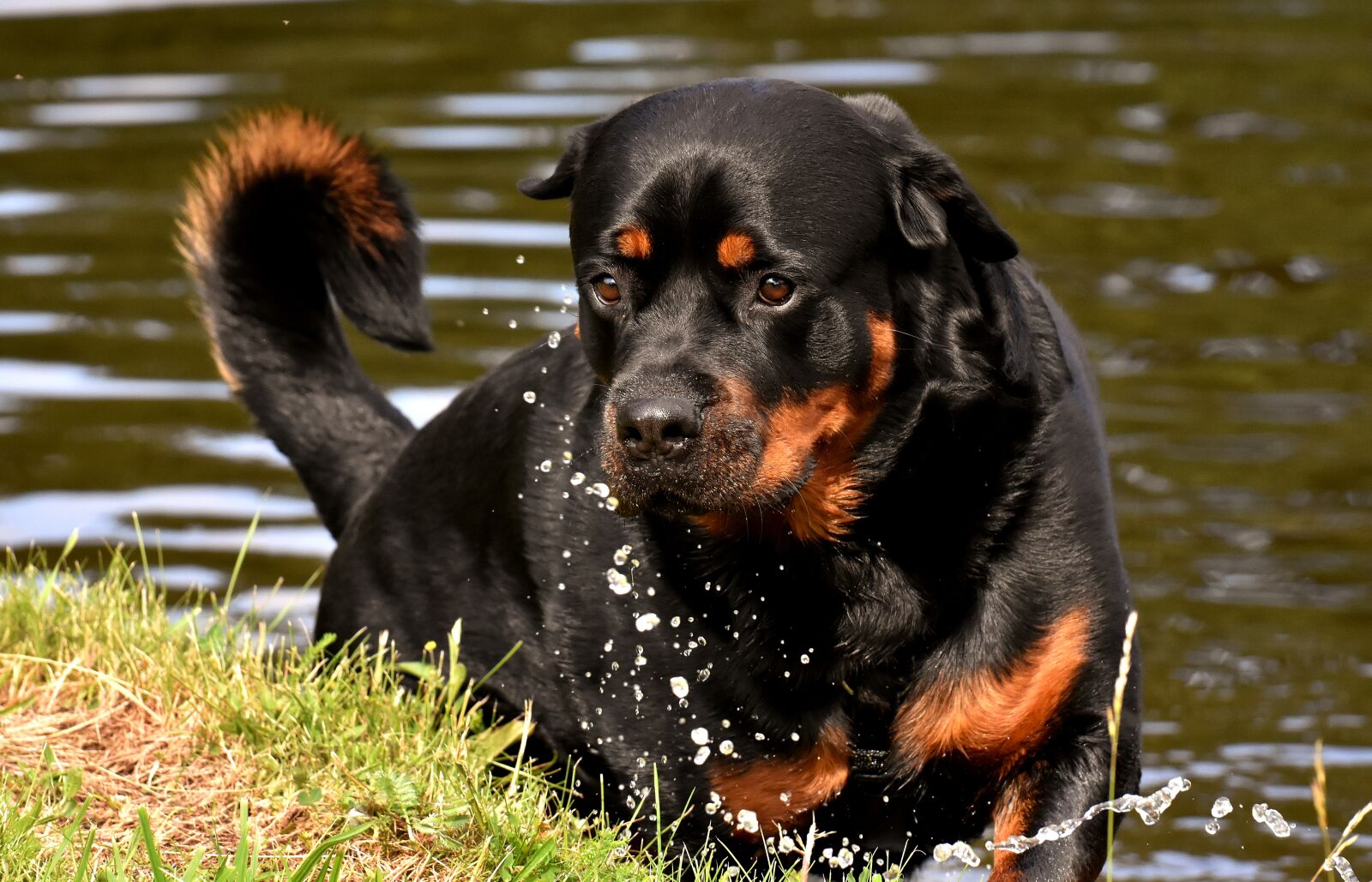 Nikon D7200 sample photo. Rottweiler, purebred dog, animal photography
