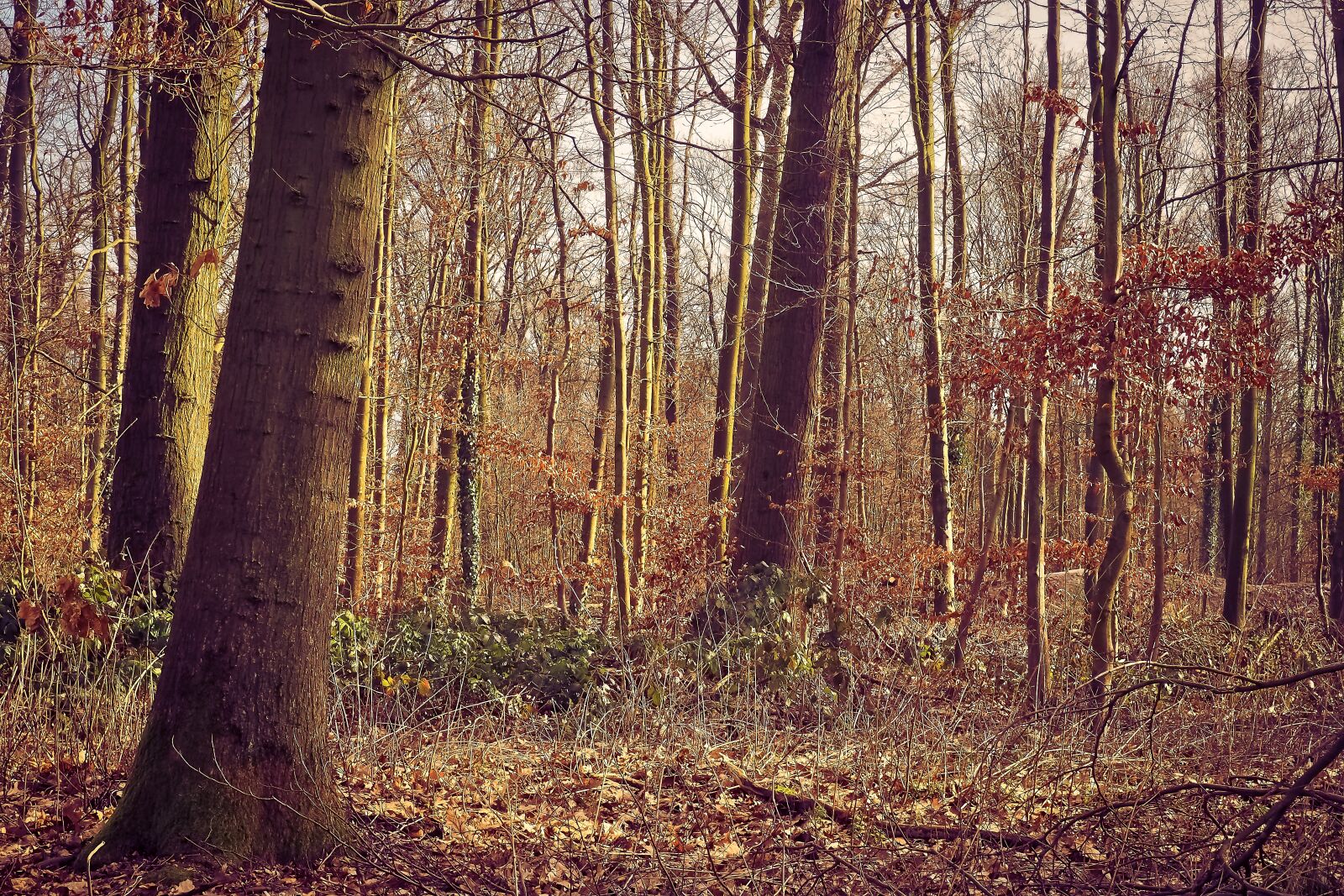 Olympus OM-D E-M10 sample photo. Forest, trees, nature photography