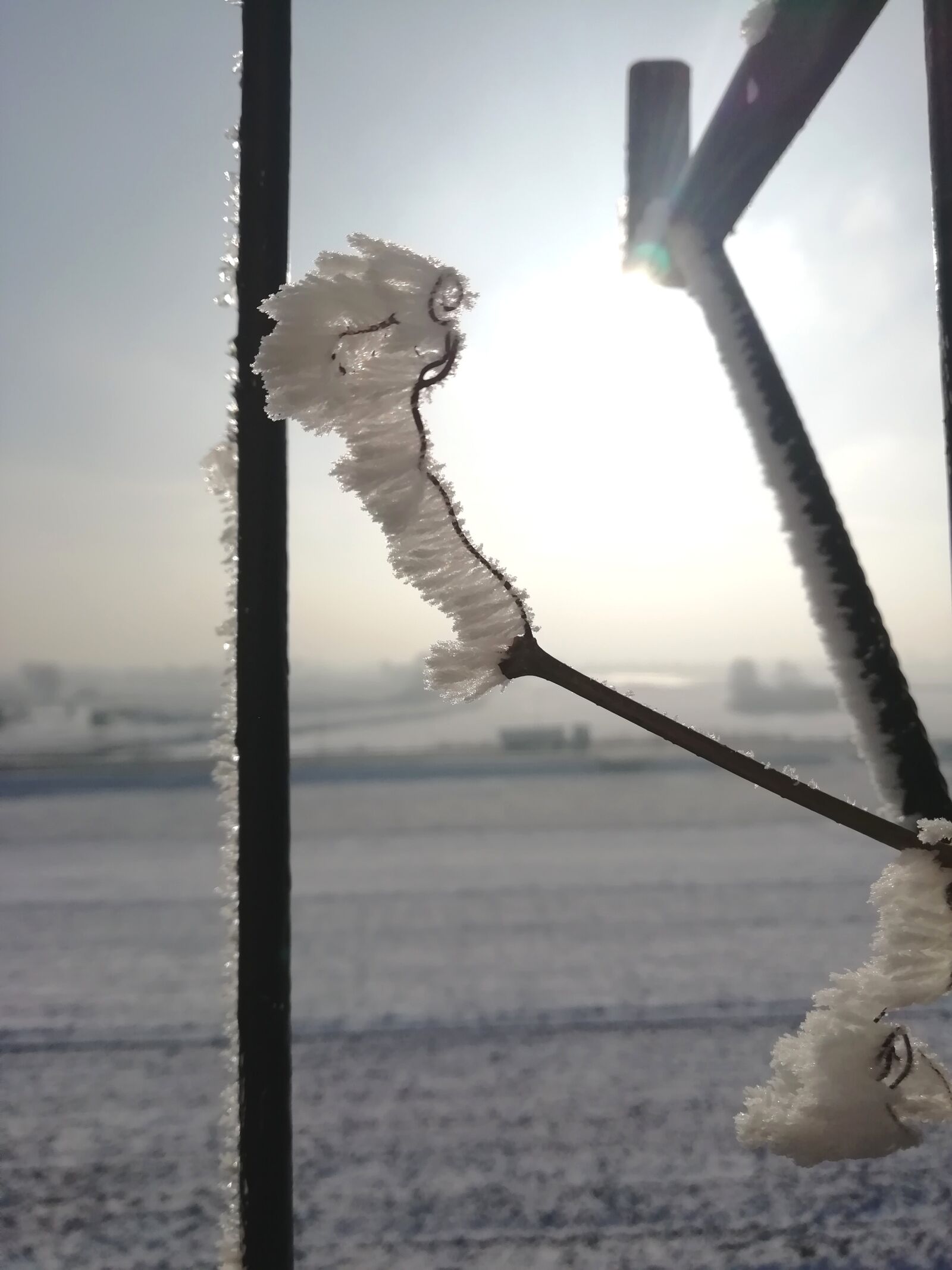HUAWEI FIG-LX1 sample photo. Winter, cold, freezers photography