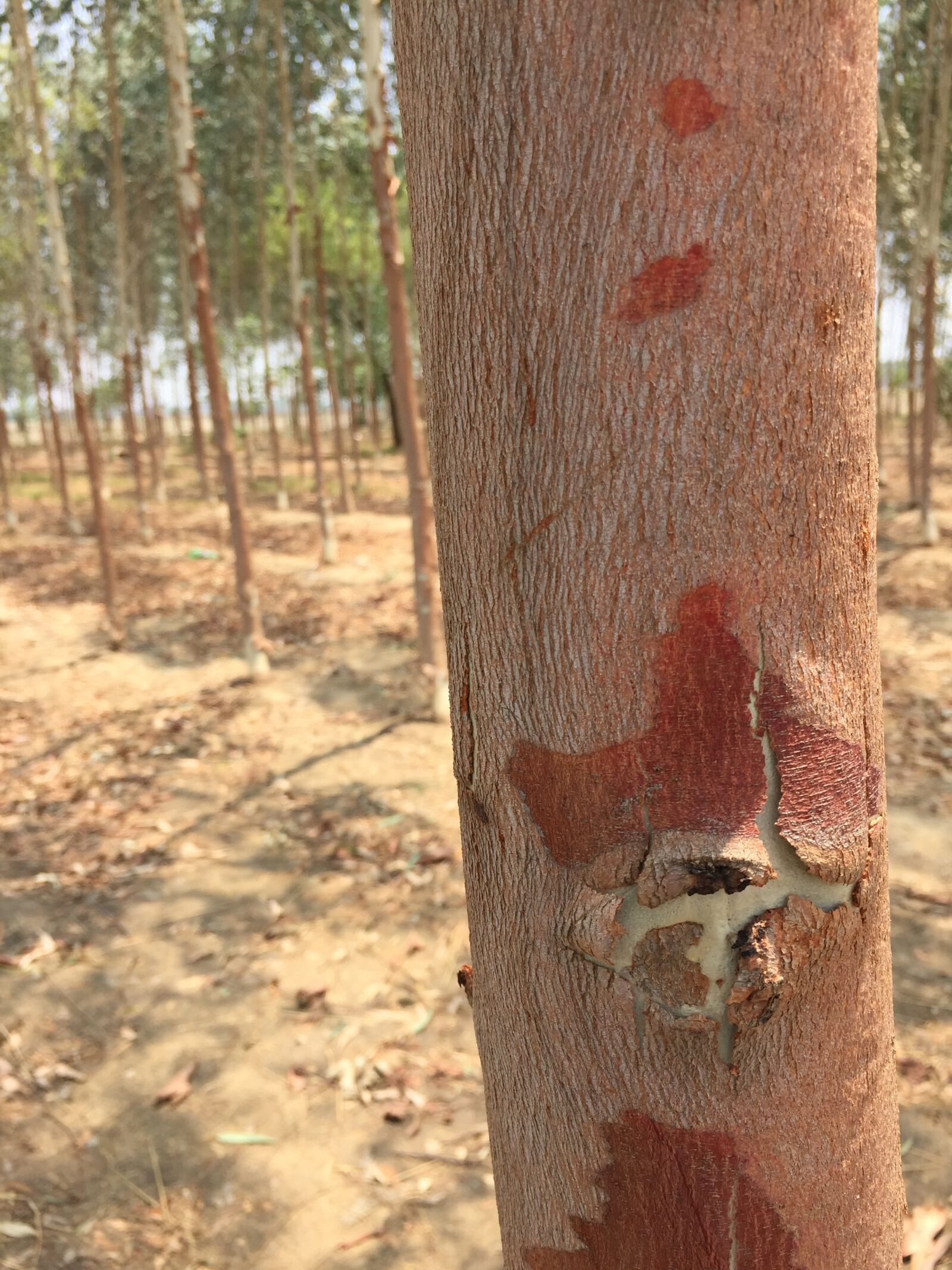 iPhone 6 back camera 4.15mm f/2.2 sample photo. Chandan, close, up, macro photography
