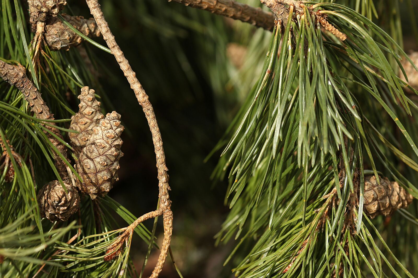 Canon EOS 7D Mark II + Canon EF 135mm F2L USM sample photo. Tree, needle, pine photography