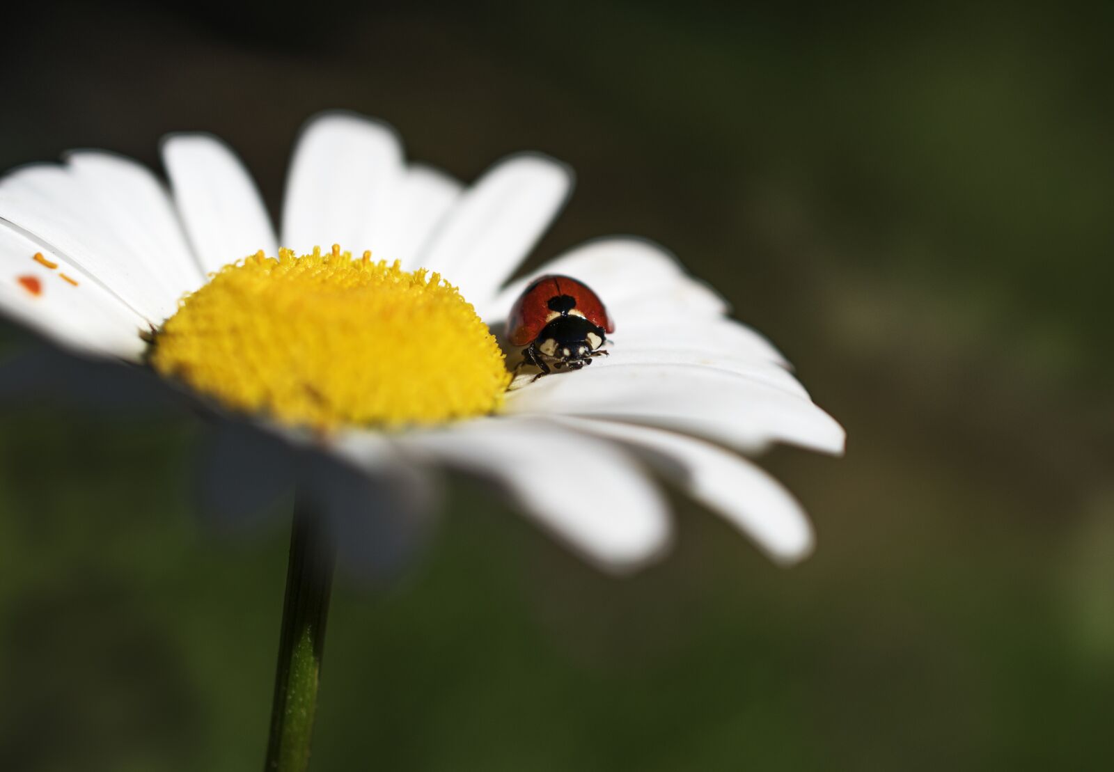 Nikon D5600 sample photo. Ladybug, insect, marguerite photography
