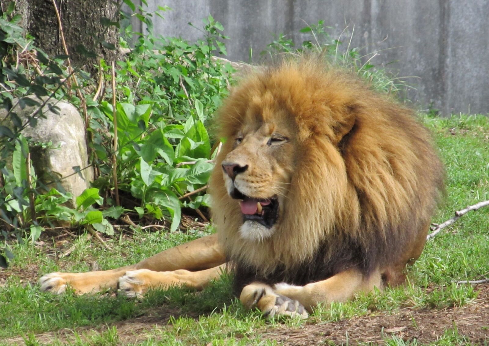 Canon PowerShot SX130 IS sample photo. Lion, feline, big cat photography