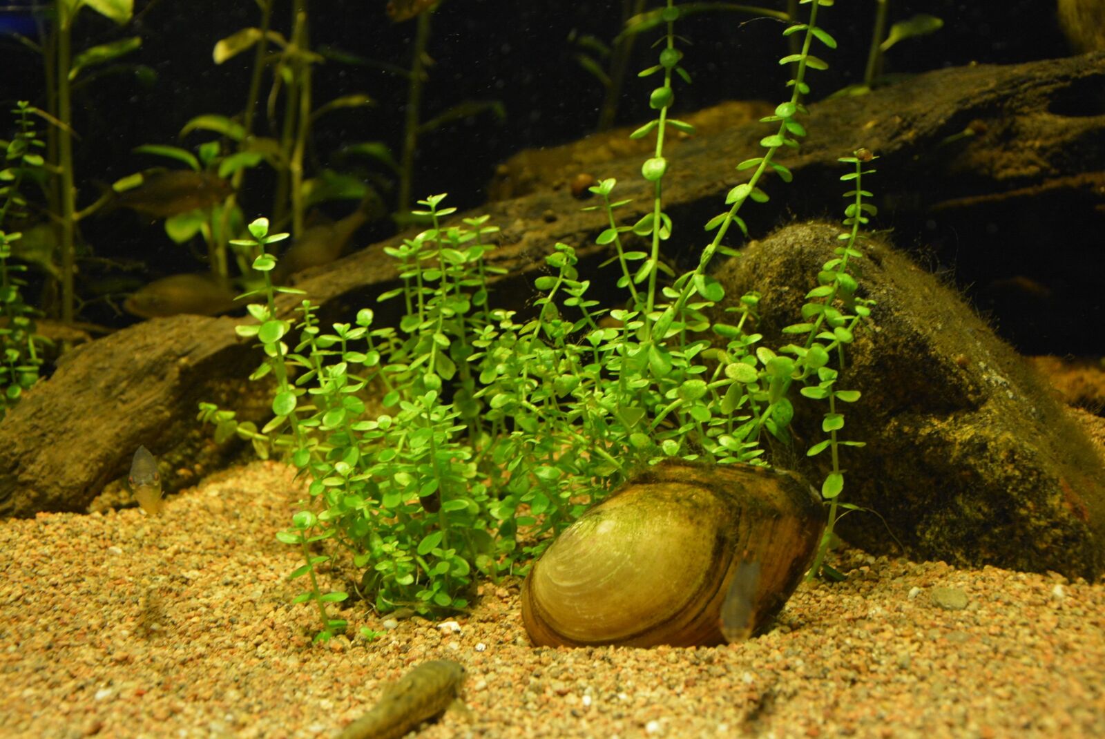 Nikon D7100 sample photo. Aquatic plant, green, zoo photography