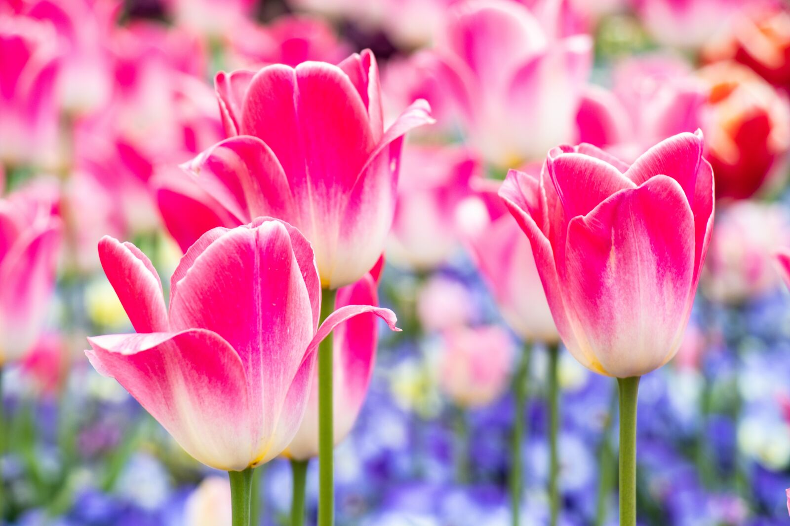Canon EF-S 18-135mm F3.5-5.6 IS USM sample photo. Tulip, rosa, spring photography