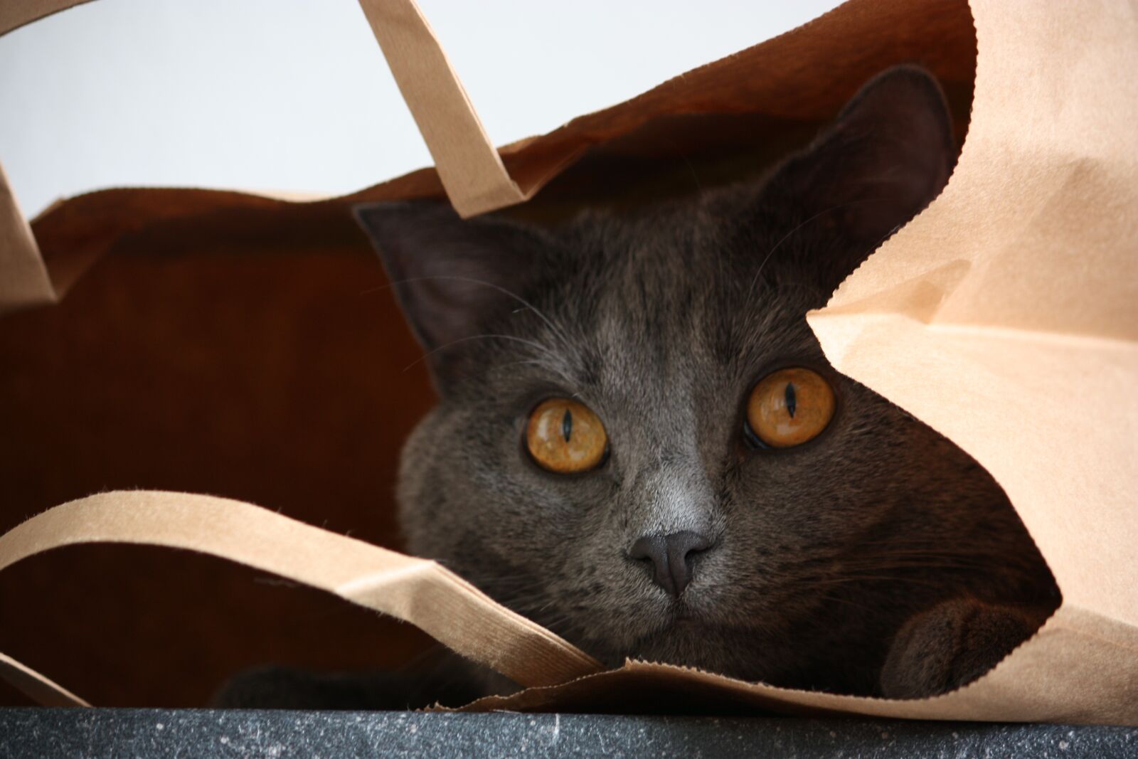 Canon EOS 450D (EOS Rebel XSi / EOS Kiss X2) sample photo. Chartreux, cat, animals photography