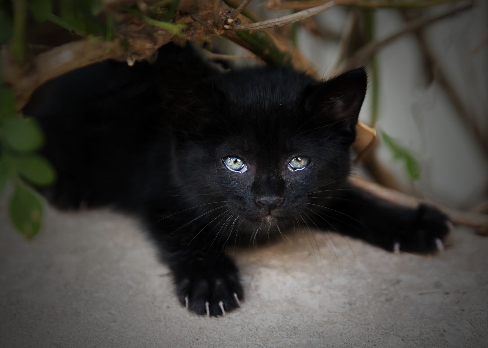 Tamron SP 24-70mm F2.8 Di VC USD sample photo. Mammal, cat, animal photography