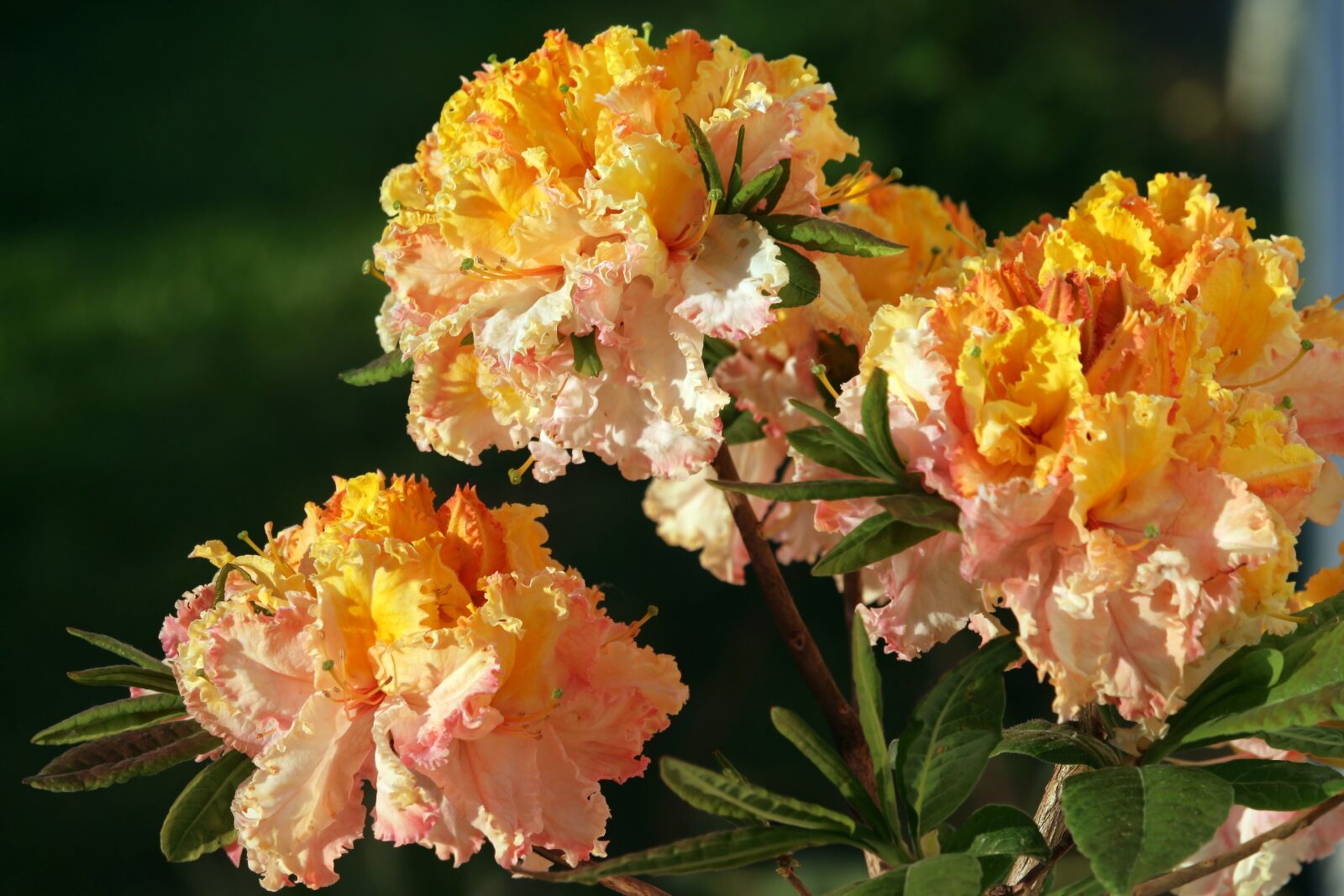 Canon EOS 700D (EOS Rebel T5i / EOS Kiss X7i) sample photo. Azalea, summer, the sun photography