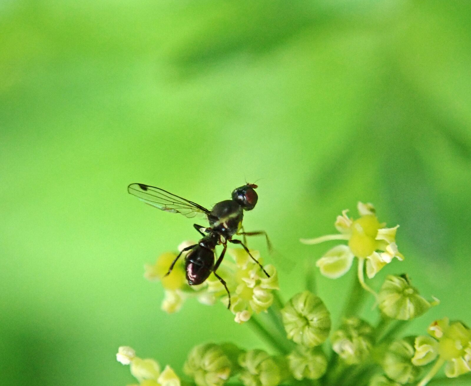 Olympus TG-5 sample photo. Insect, ant, wings photography