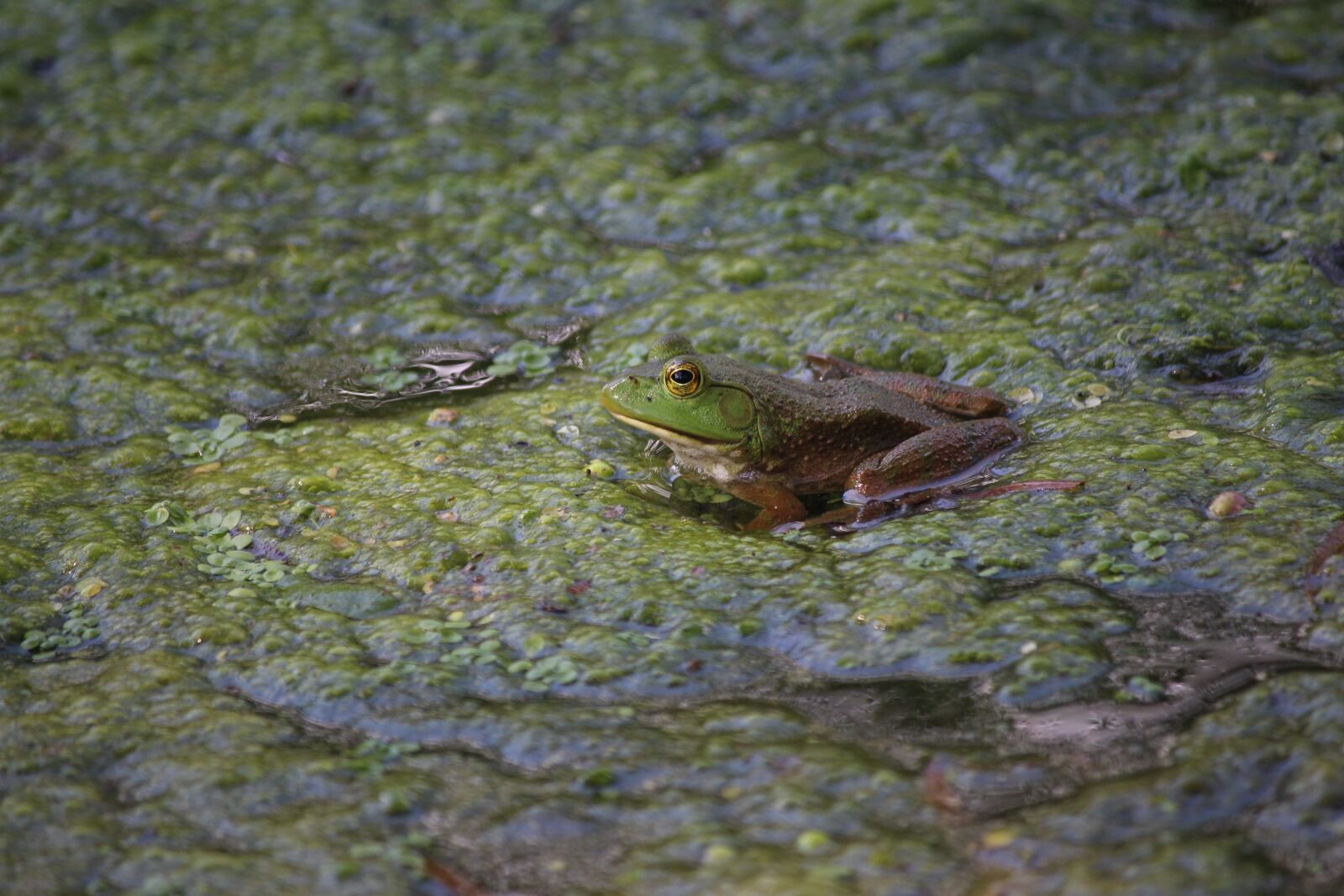 Canon EF-S 55-250mm F4-5.6 IS sample photo. Frog, swamp, bullfrog photography