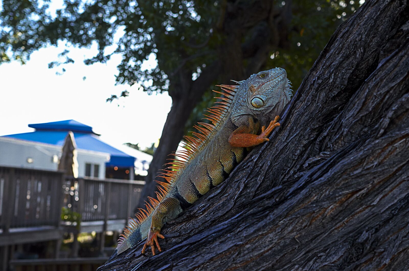 Nikon D5100 sample photo. Iguana, koa campground, sugarloaf photography