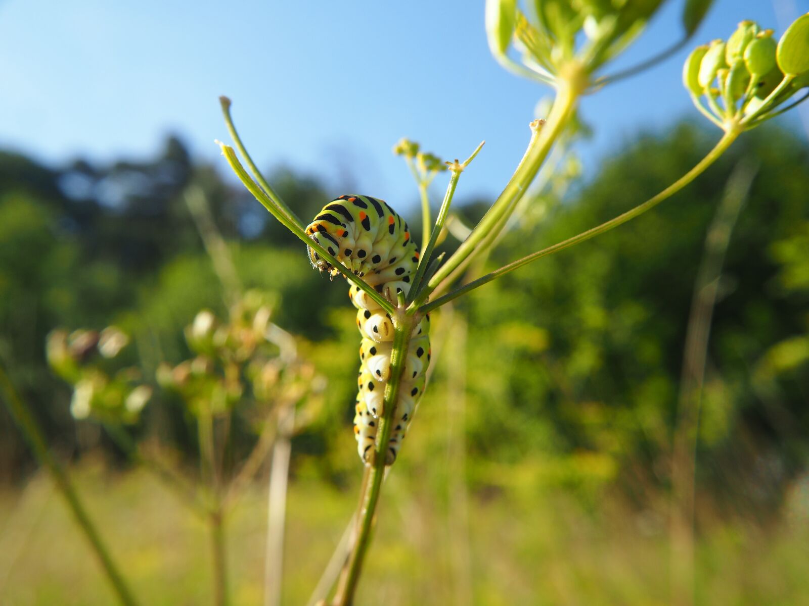Olympus OM-D E-M10 sample photo. Caterpillar, meadow, nature photography
