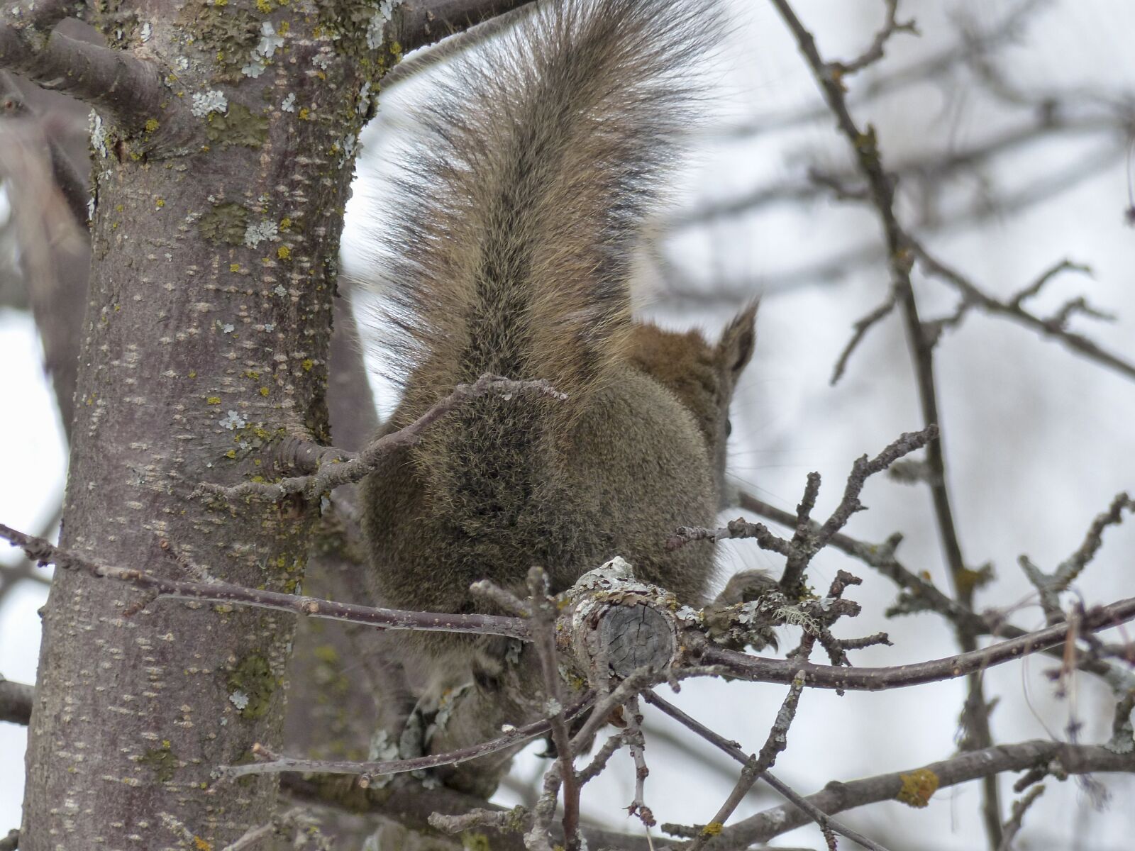 Panasonic Lumix DMC-FZ200 sample photo. Squirrel, animal, forest photography