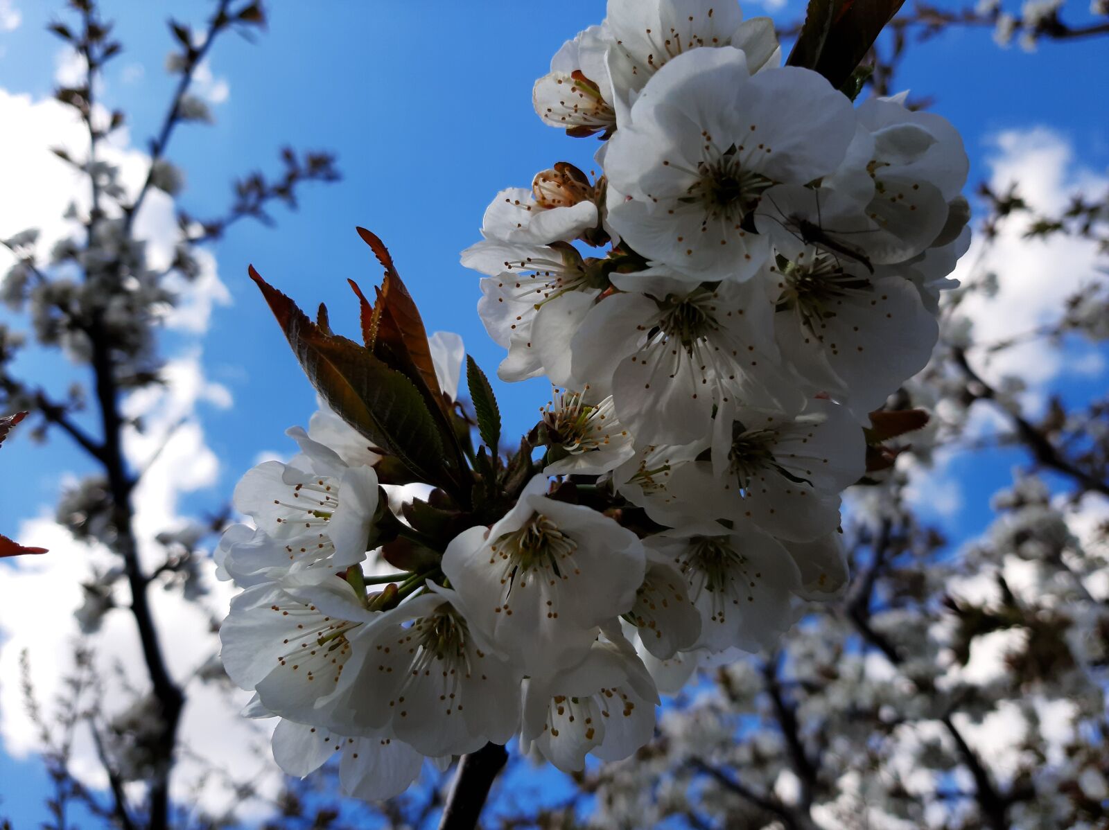 Samsung Galaxy A50 sample photo. Spring, flowers, sky photography