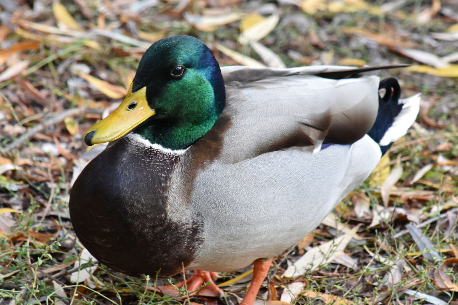 Nikon D5500 sample photo. Colorful, duck, wildlife, nature photography