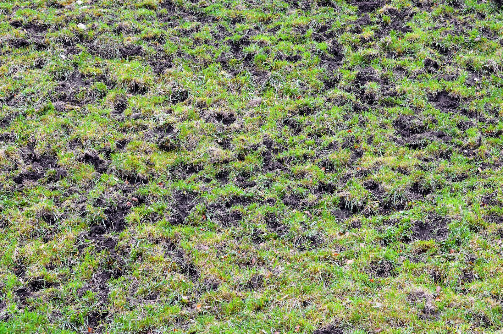 Nikon D3200 sample photo. Grass, earth, broken photography