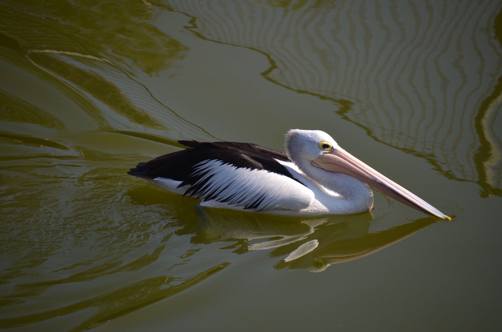 Nikon D5100 sample photo. Pelican, bird, swimming photography