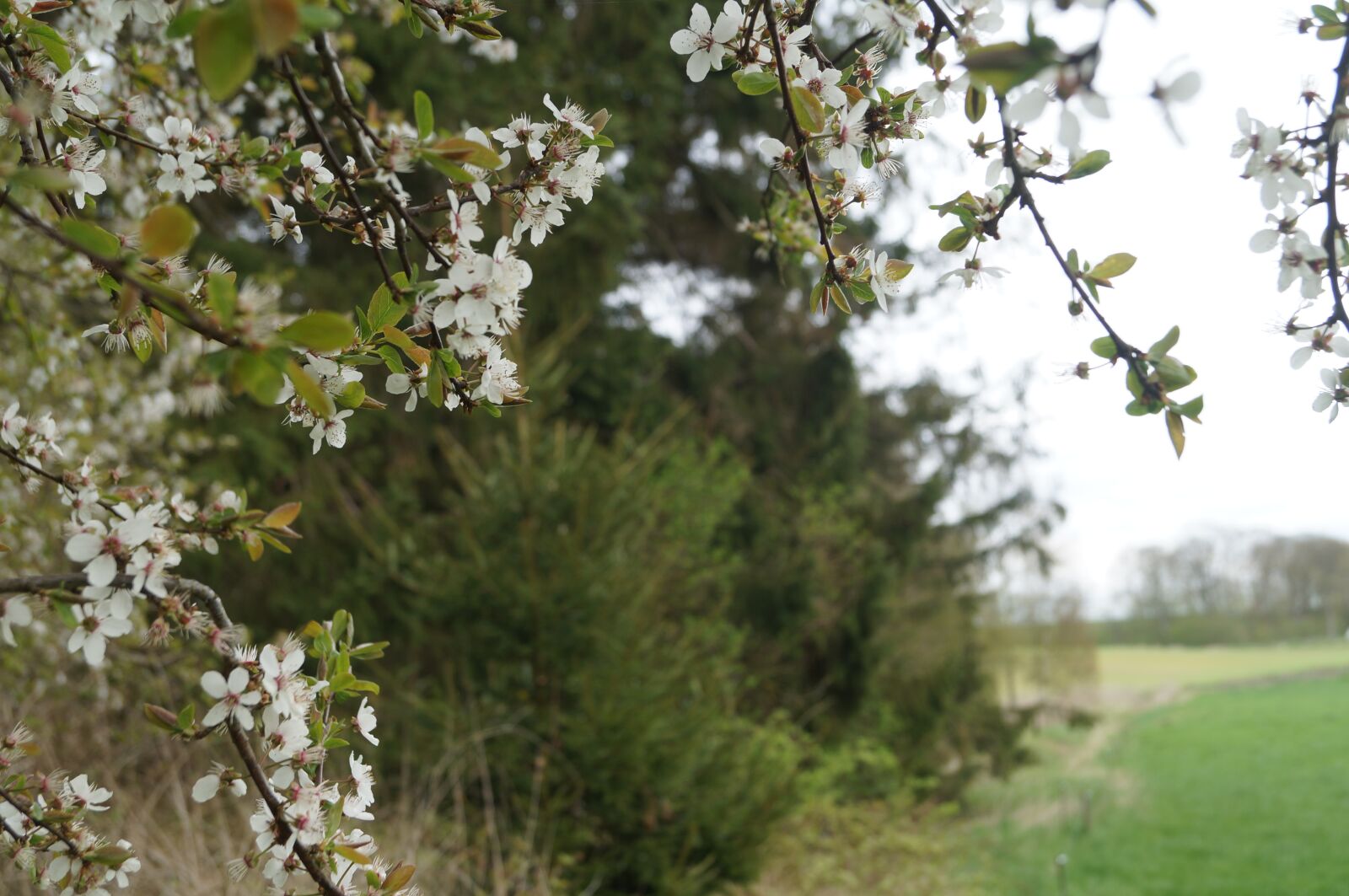 Sony SLT-A57 sample photo. Flowers, wood, natural photography