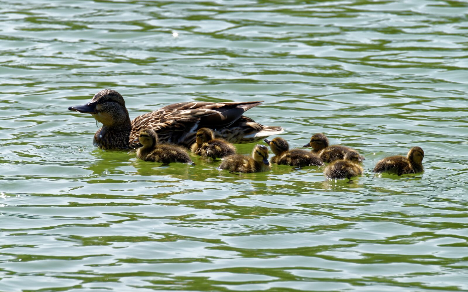 Nikon D5300 sample photo. Birds, duck, chicken photography