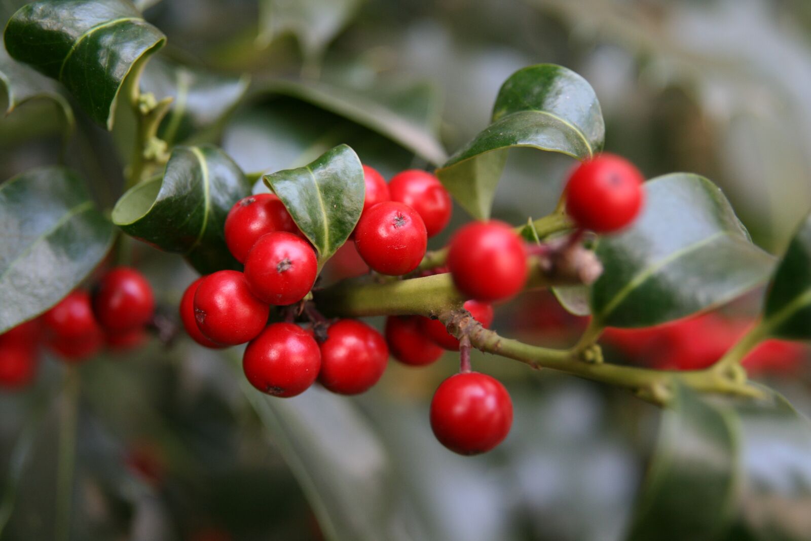 Canon EOS 400D (EOS Digital Rebel XTi / EOS Kiss Digital X) sample photo. Berries, red, ilex photography
