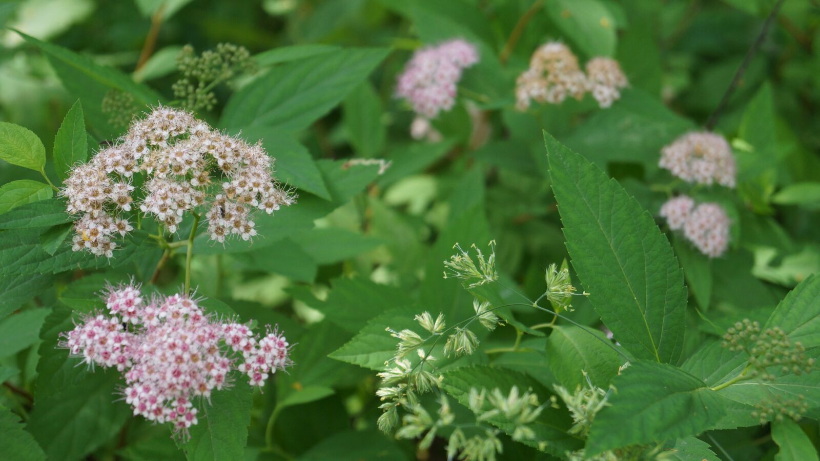 Sony SLT-A58 sample photo. Wildflowers, flowers, nature photography