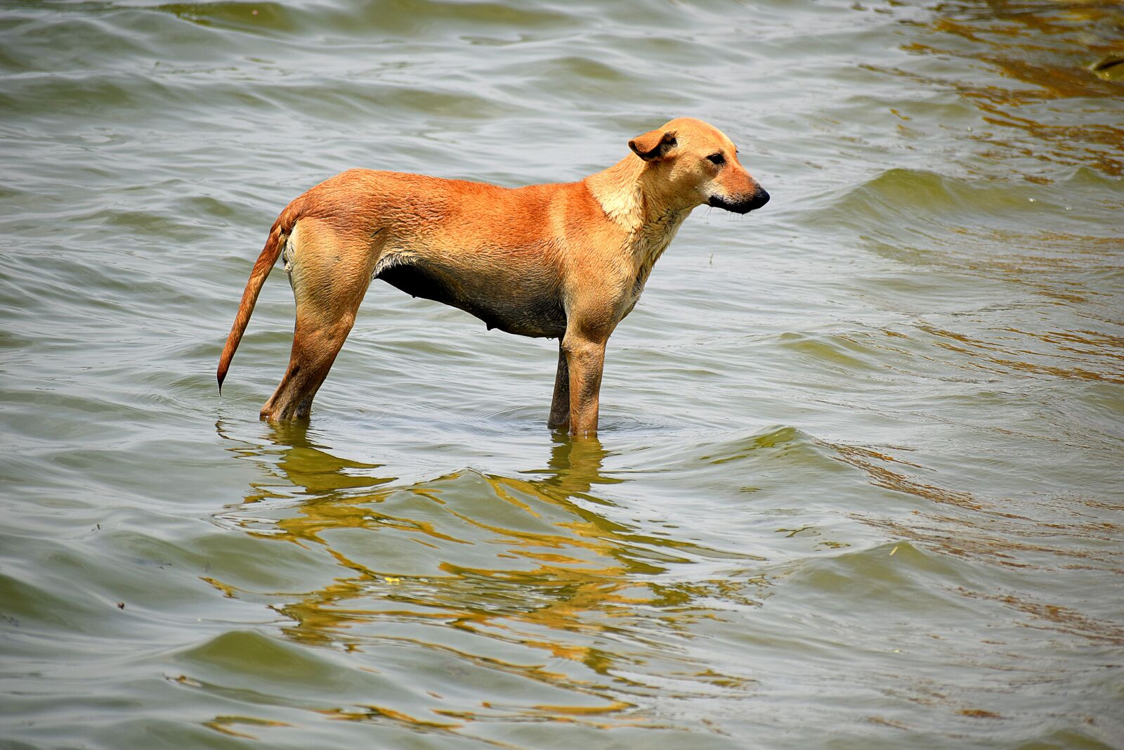 Nikon D3300 sample photo. Animal, outdoors, nature photography