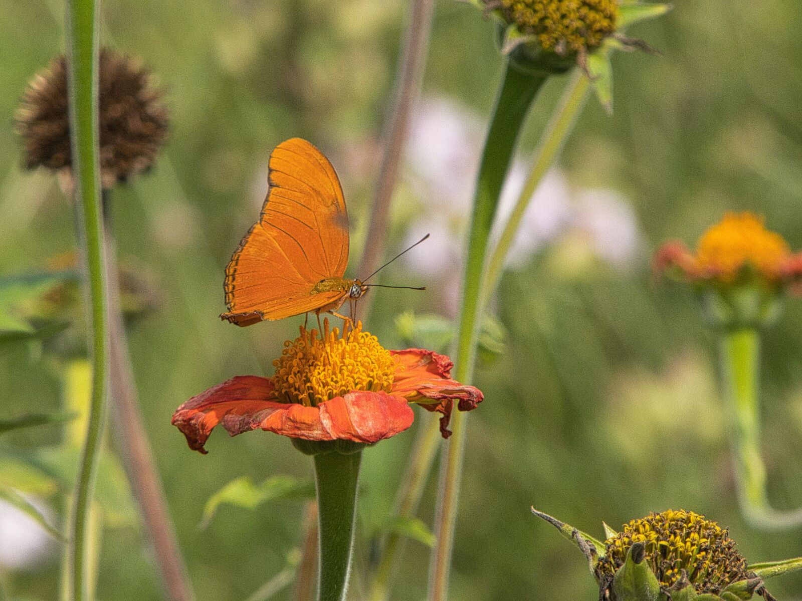 Panasonic Lumix DMC-FZ300 sample photo. Butterfly, nature, flower photography