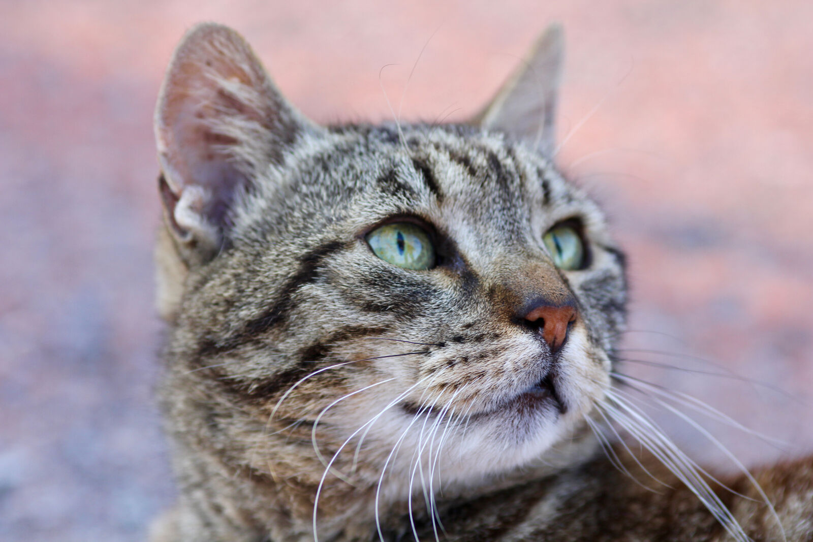 Canon EOS 60D sample photo