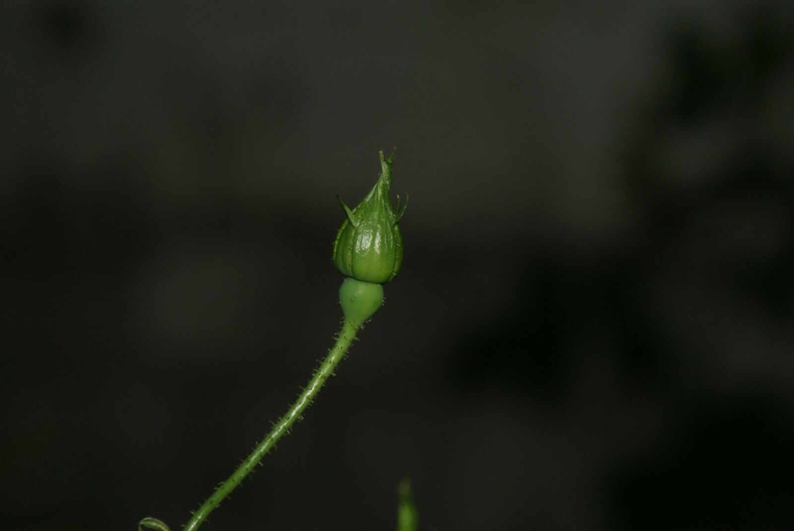 Sony Alpha DSLR-A300 sample photo. Flowers, spring, plant photography