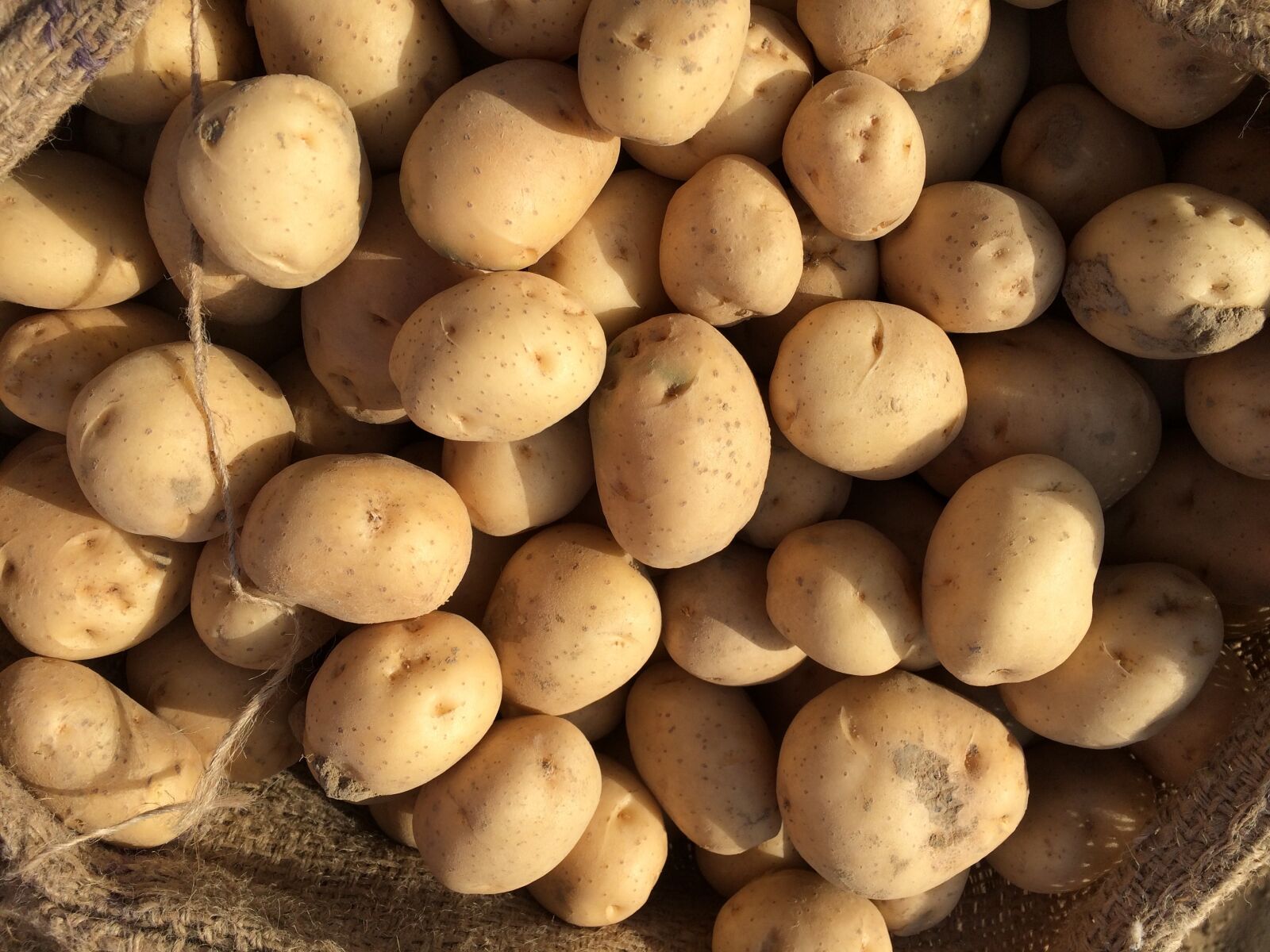iPhone 5s back camera 4.15mm f/2.2 sample photo. Fresh potato, potato, fresh photography
