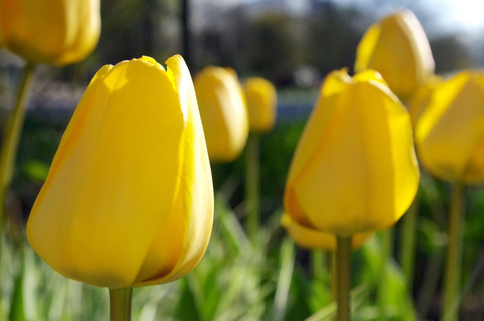 Pentax K-r sample photo. Tulips, garden, yellow photography