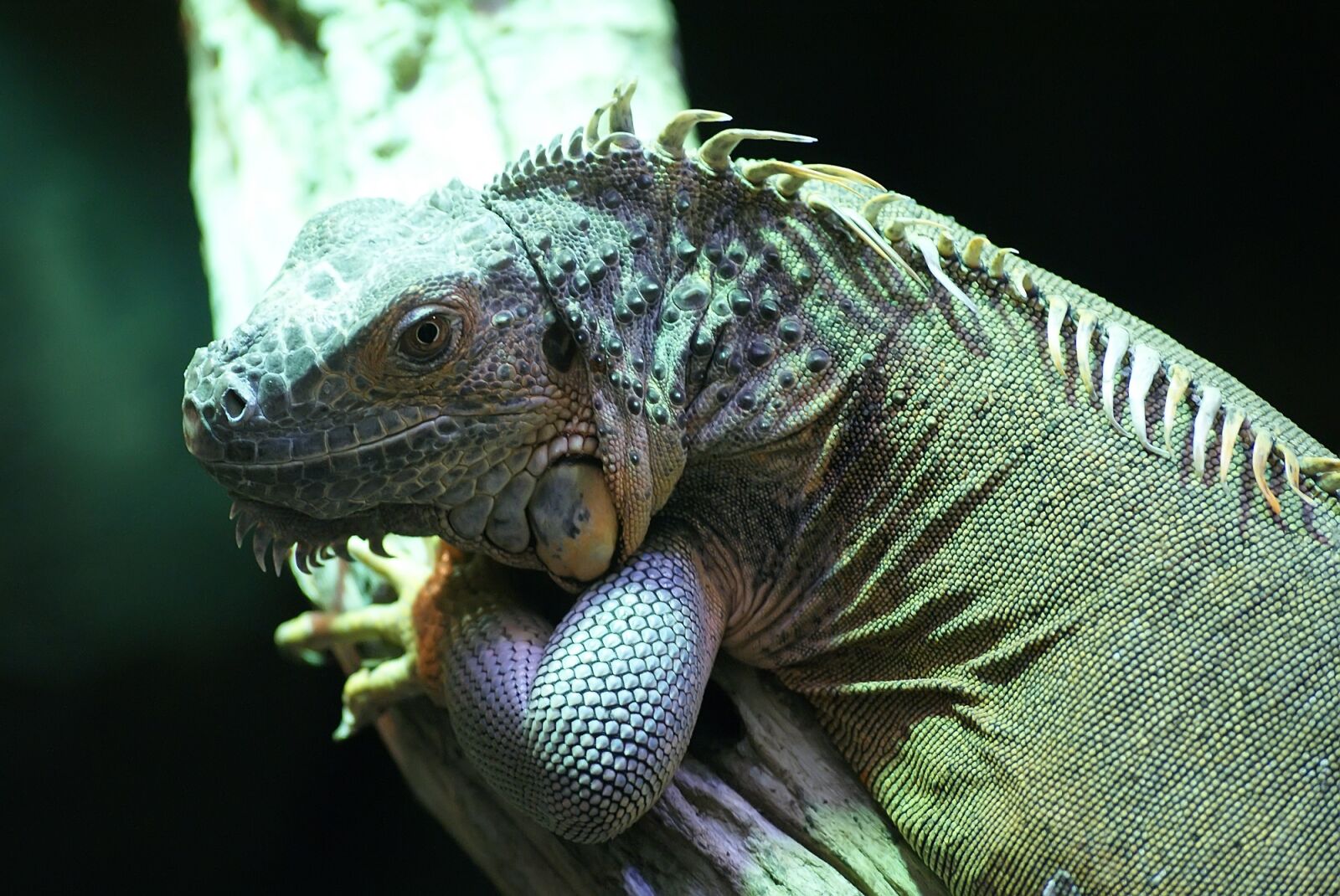 Sony Alpha DSLR-A300 sample photo. Lizard, reptile, close photography