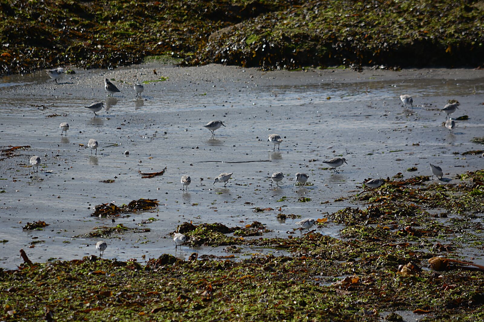 Nikon D5200 sample photo. Birds, plovers, fauna photography