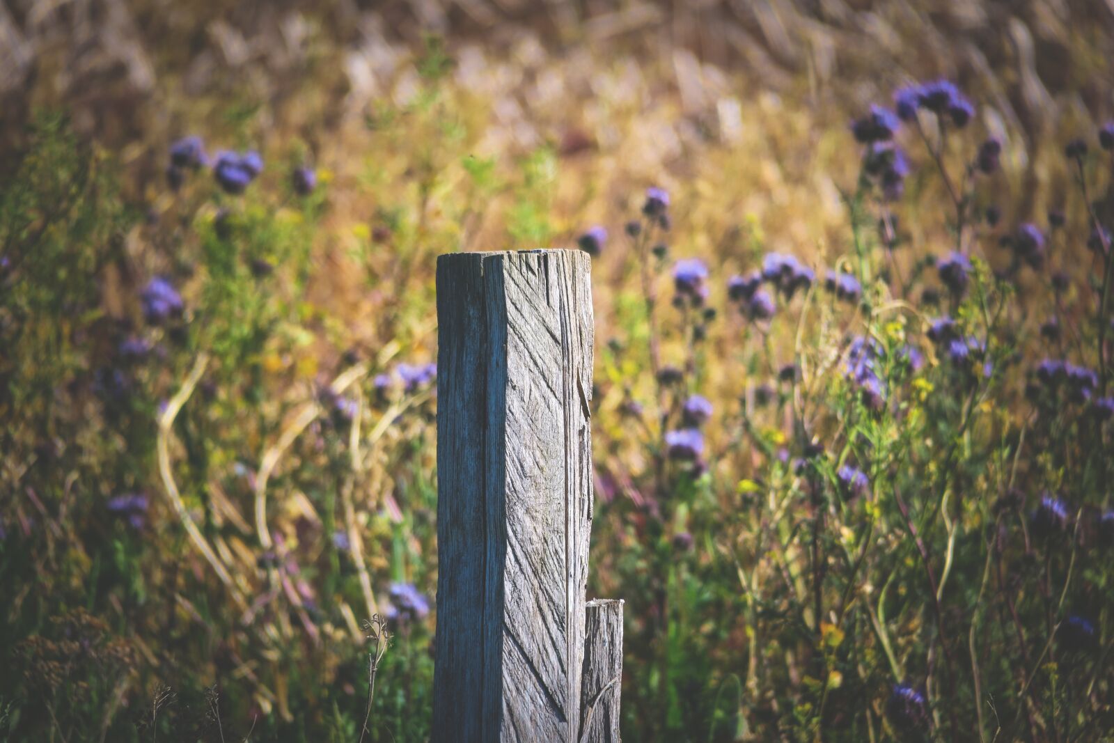 Canon PowerShot G3 X sample photo. Fence post, wooden posts photography