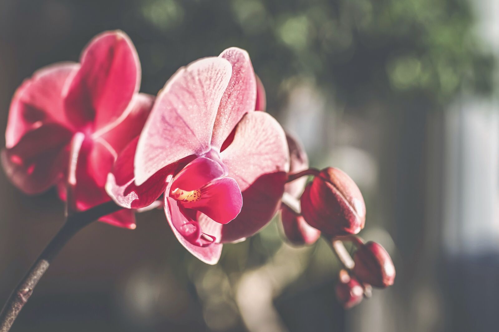 35mm F1.4 sample photo. Orchids, flowers, orchid flower photography