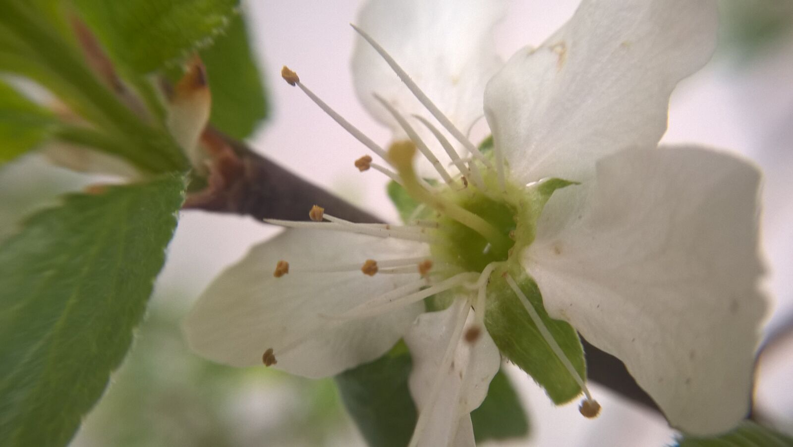 Microsoft Lumia 640 LTE sample photo. Flower, macro, nature photography