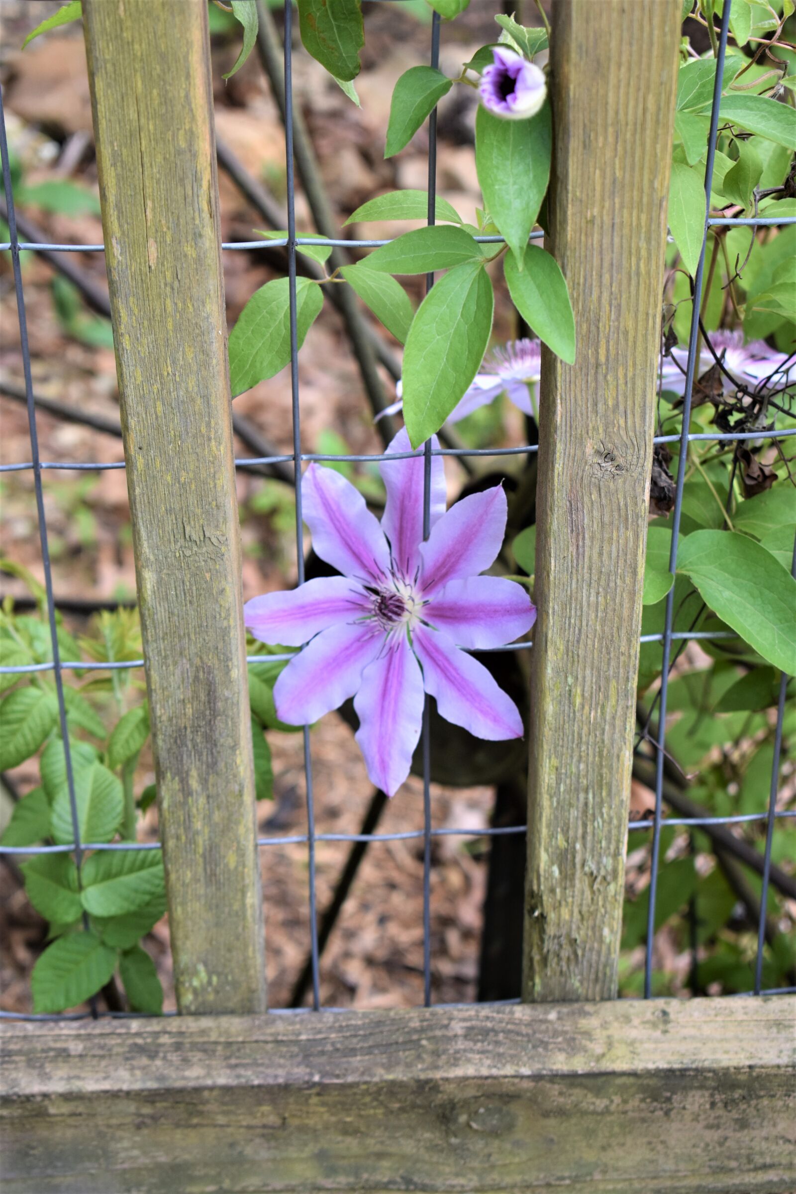 Nikon D3400 sample photo. Flower, purple flower, growing photography
