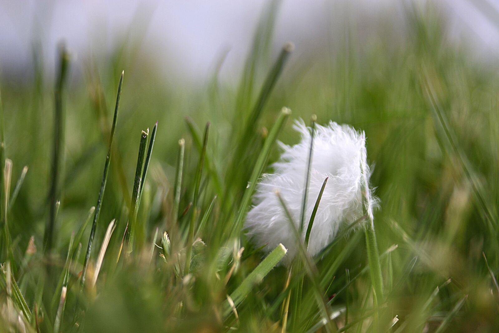 Canon EOS 50D sample photo. Spring, grass, a feather photography