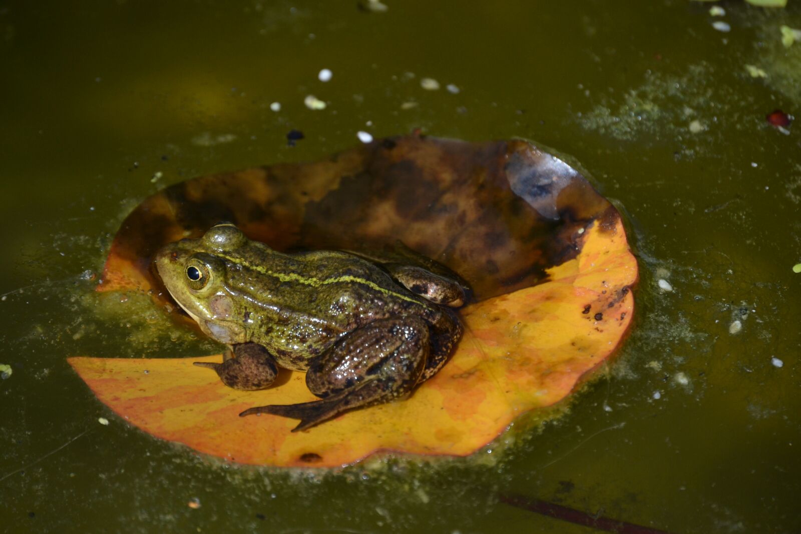 Nikon D3100 sample photo. Frog, pond, water photography