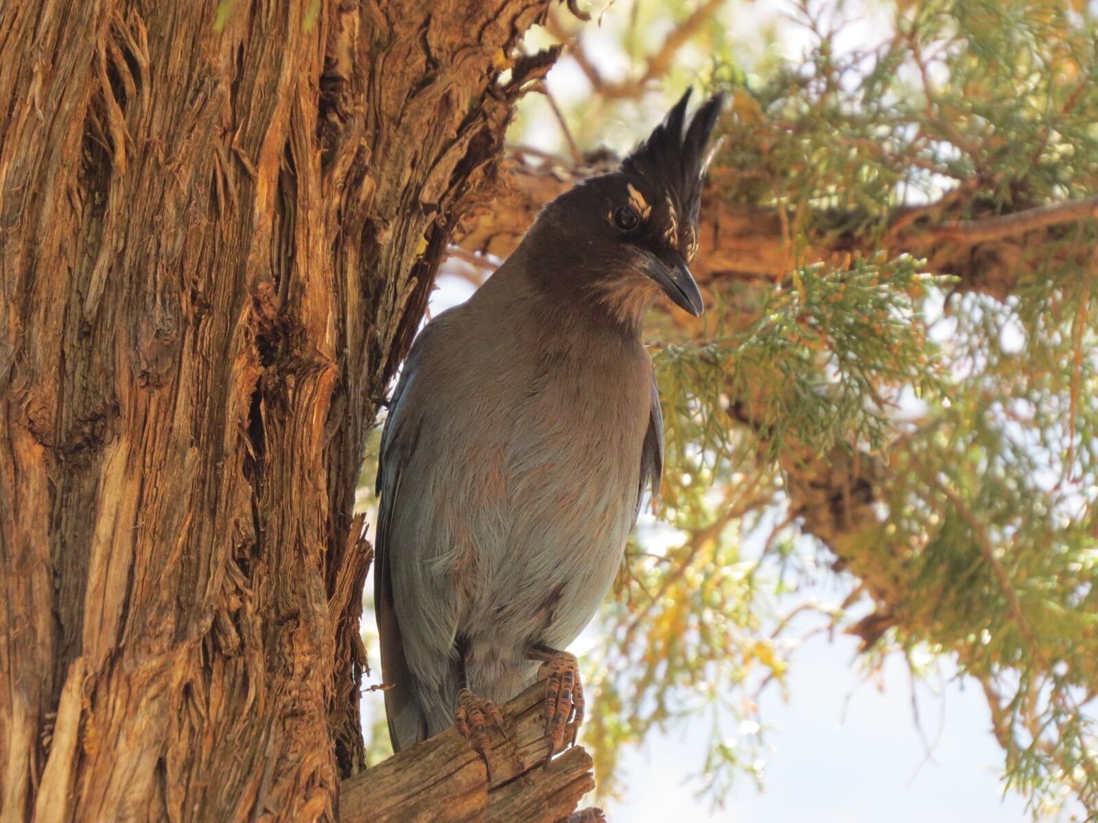 Canon PowerShot SX50 HS sample photo. Bird, grand canyon, wild photography